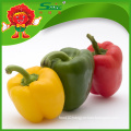 Bell Pepper/Color pepper black pepper 550gl/ 500gl